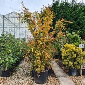 Acer palmatum 'Sango-kaku' (P) 250-300 cm